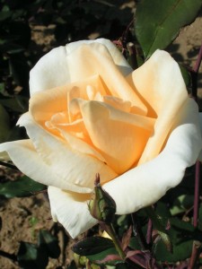 LADY HILLINGDON (climber)